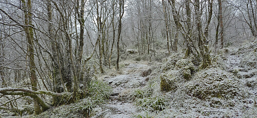 The trail from Tellevikvegen