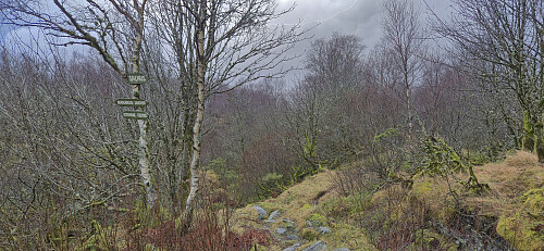 Trail forking at Store Jørgenstemma