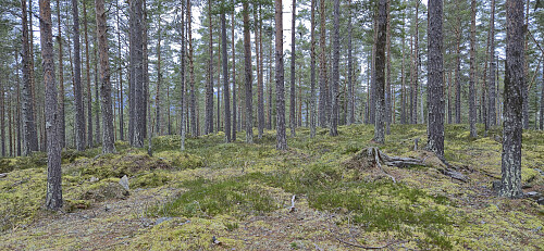 The highest point at Kaupangsholtane