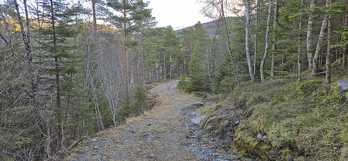 Trail turning into tractor road west of Nestås