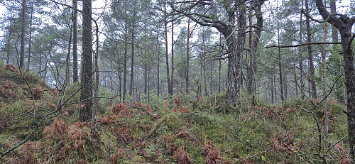 Off-trail towards Hovåsen Sør