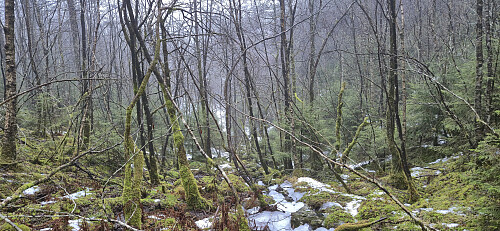 The last part of the off-trail descent from Hovåsen