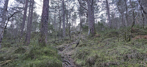 Ascending from Hjortlandsvegen