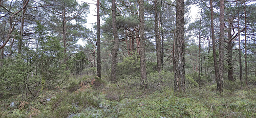 The summit of Botnahaugen