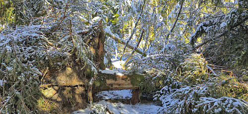 Lots of fallen trees to navigate