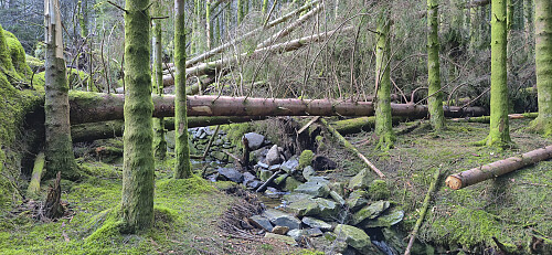 Minor detour required to avoid fallen trees