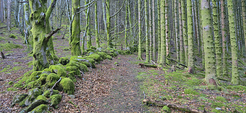 Back in the trail and along an old stone wall