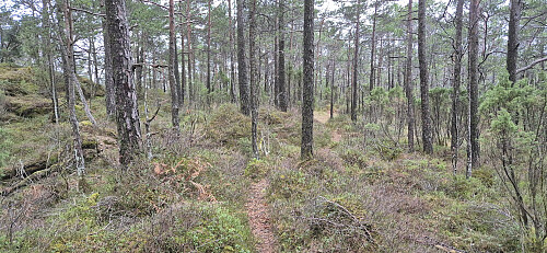 The trail just west of the summit with the summit to the left