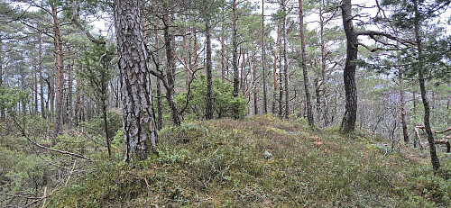 The summit of Sjuråsen