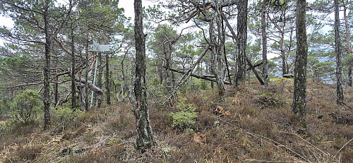 The trig marker at Sjuråsen (not at the summit!)