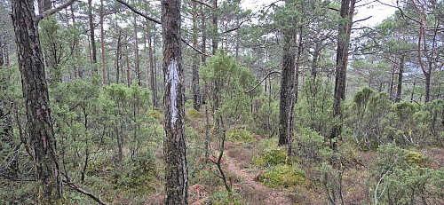 The marked trail southwest from the trig marker