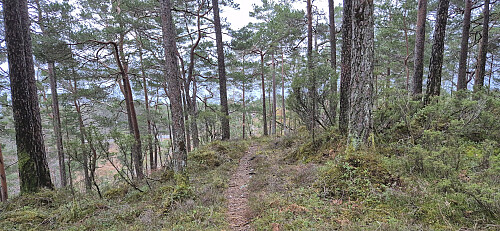 The marked trail not long before it reconnected with the tractor road