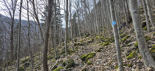 The marked trail from Stødno to Mjølkeflathytta