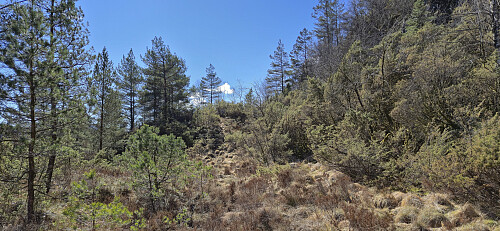 A more open area east of the summit of Storeholten