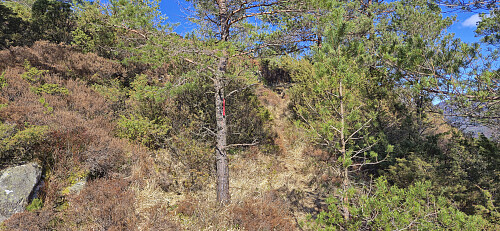 A single trail marker near the summit of Storeholten!