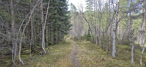 Tractor road/trail towards Øyna