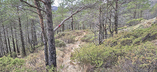 The markers and trail were easier to follow when getting closer to Midttun