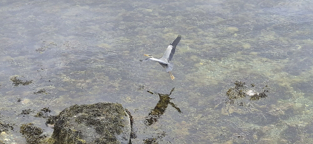 A heron taking flight at Solstrandfjæra