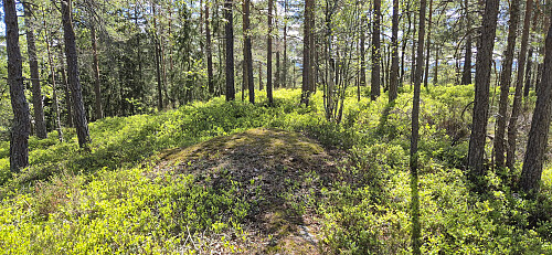 The highest point at Svenskeåsen