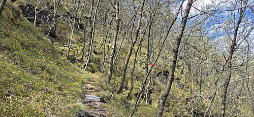 The marked trail to Flogefjellet