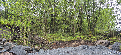 The short off-trail ascent to Godvikaskjenet
