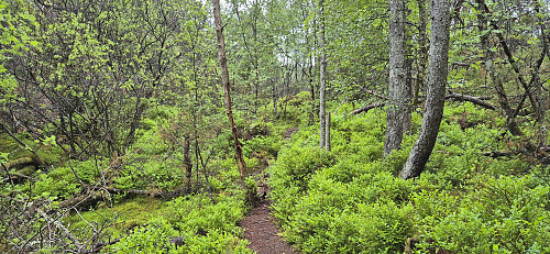 The wet and muddy trail to Vardneshaugane