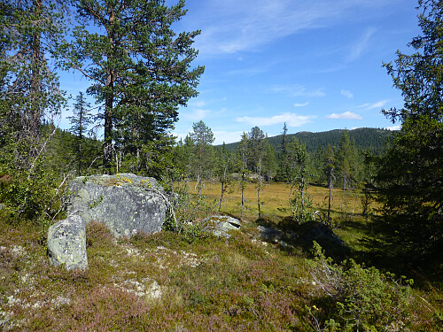 Vest-Telemark landskap med furu, myr og knauser