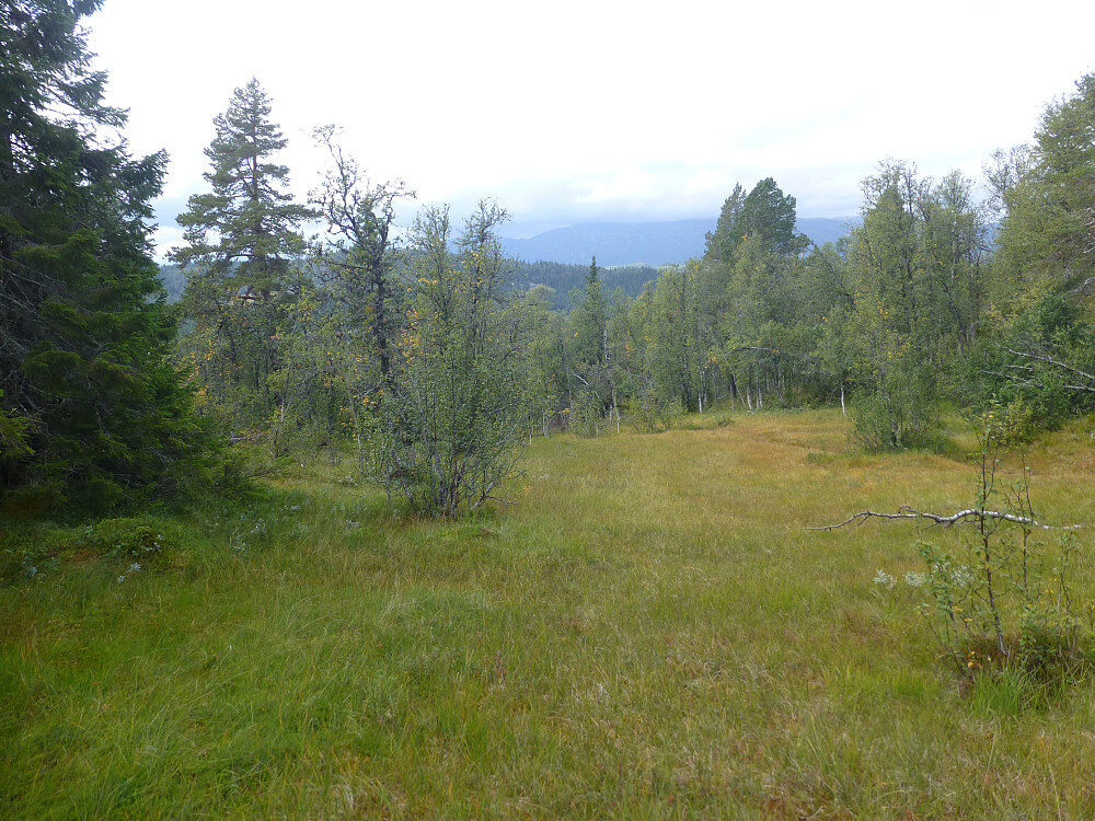 Et av myrdragene vi gikk