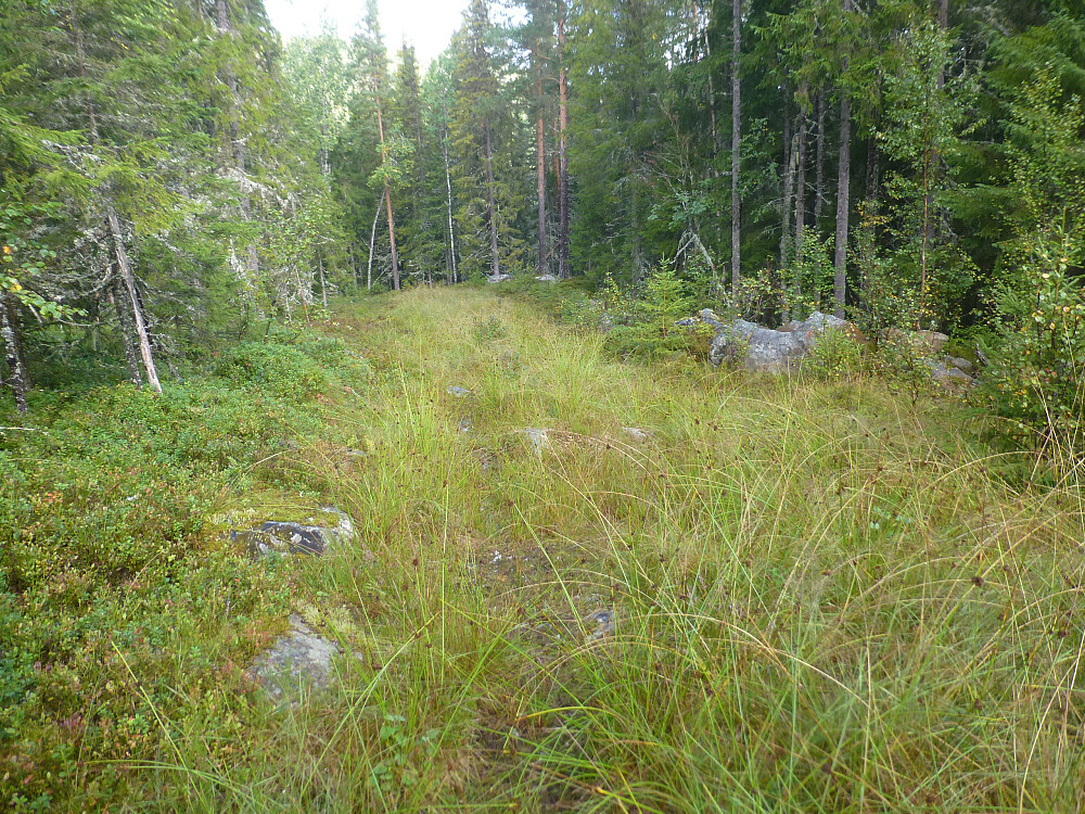 Traktorvegen innover hadde høyt gras som var våte i dag