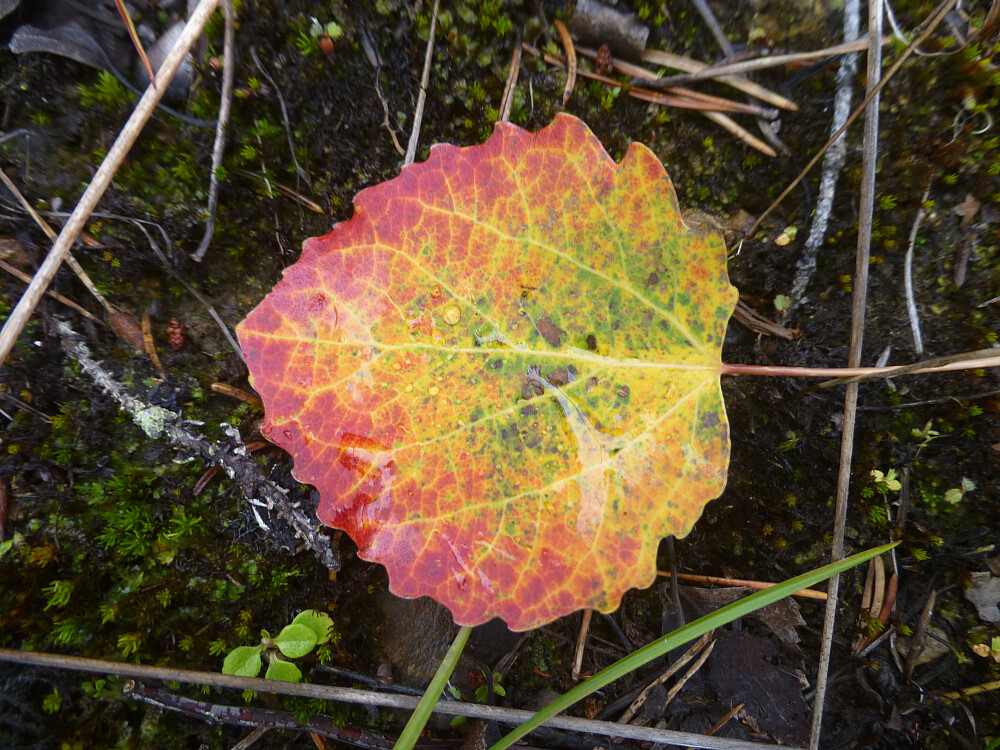 Et fargerikt ospeblad