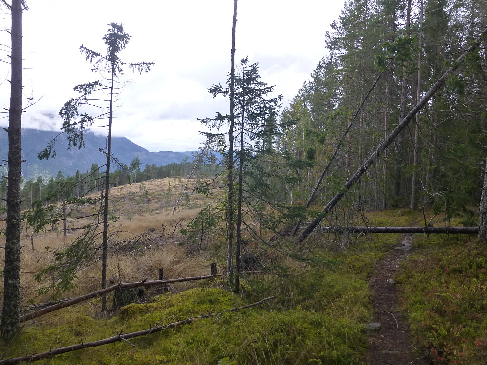 Fin sti i hogstkanten, med litt trefall