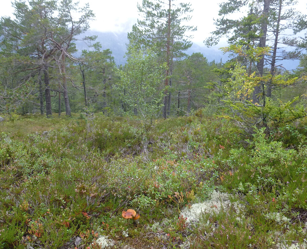 På tur ned i lyng og skog og litt sopp