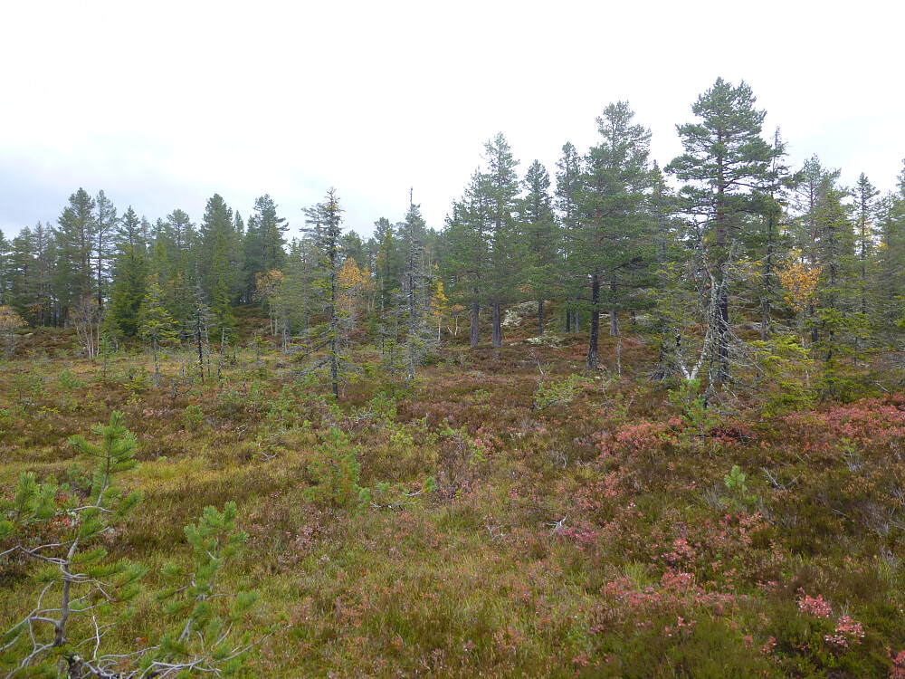 Toppområdet i sikte