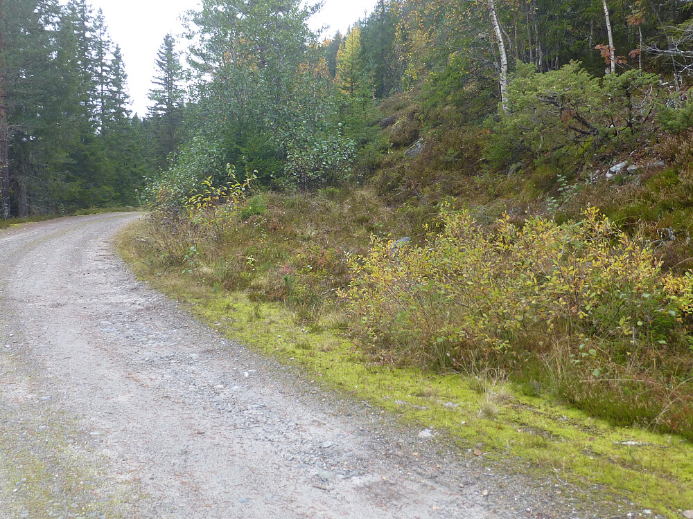 Her tar jeg av vegen og går inn på en litt utydelig traktorveg i starten