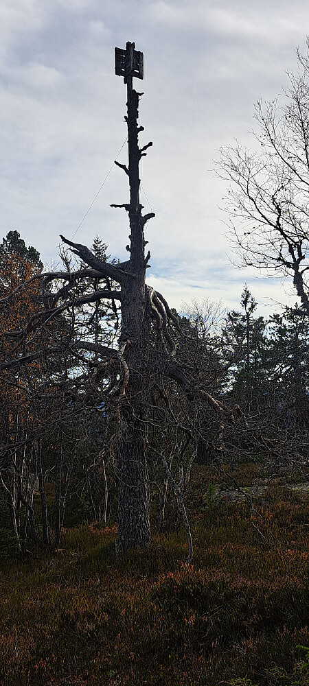 Toppen lengre øst med trigpunkt festet til ei tørrfuru