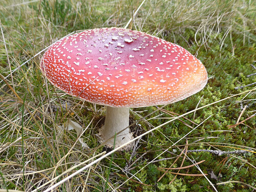 En flott eksemplar av rød fluesopp