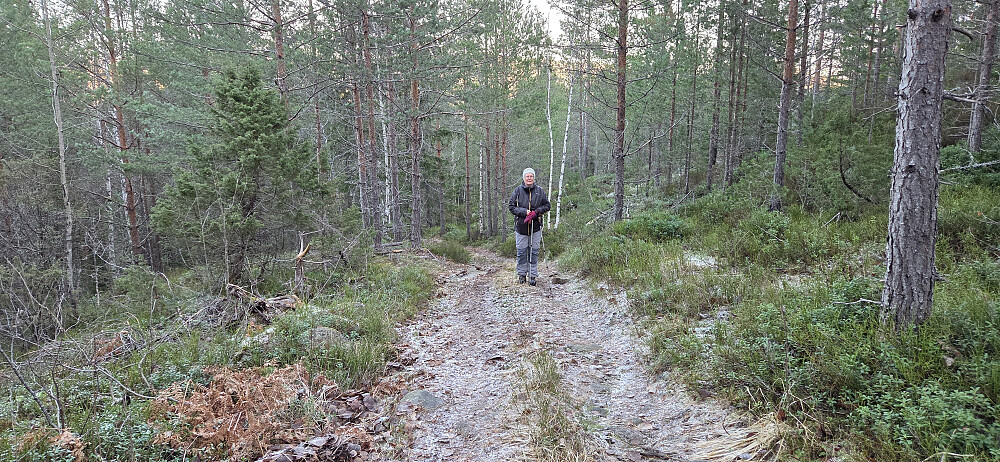 Traktorvegen oppover lia