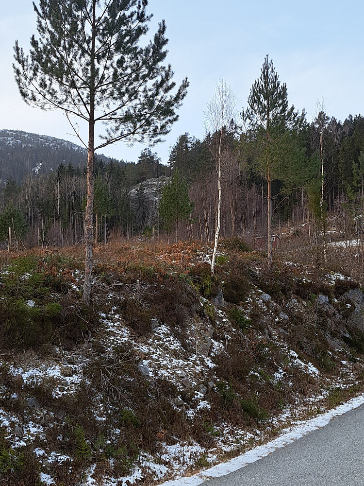 Her ser jeg dagens mål oppe i skogen