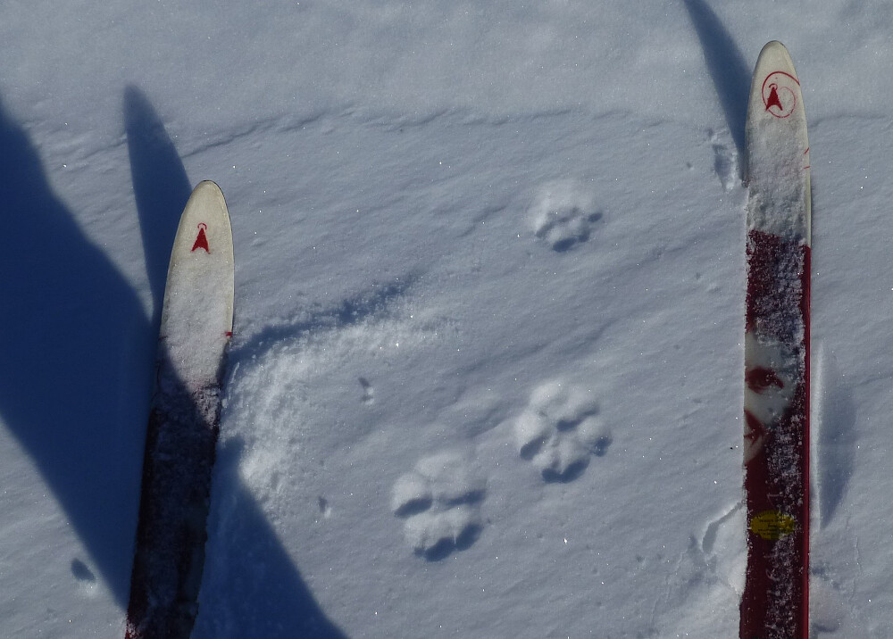 Gaupespor på en lite område med fokksnø, ellers var det skare