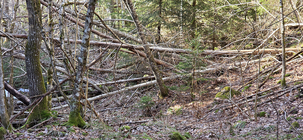 Slik så stien ut til tider