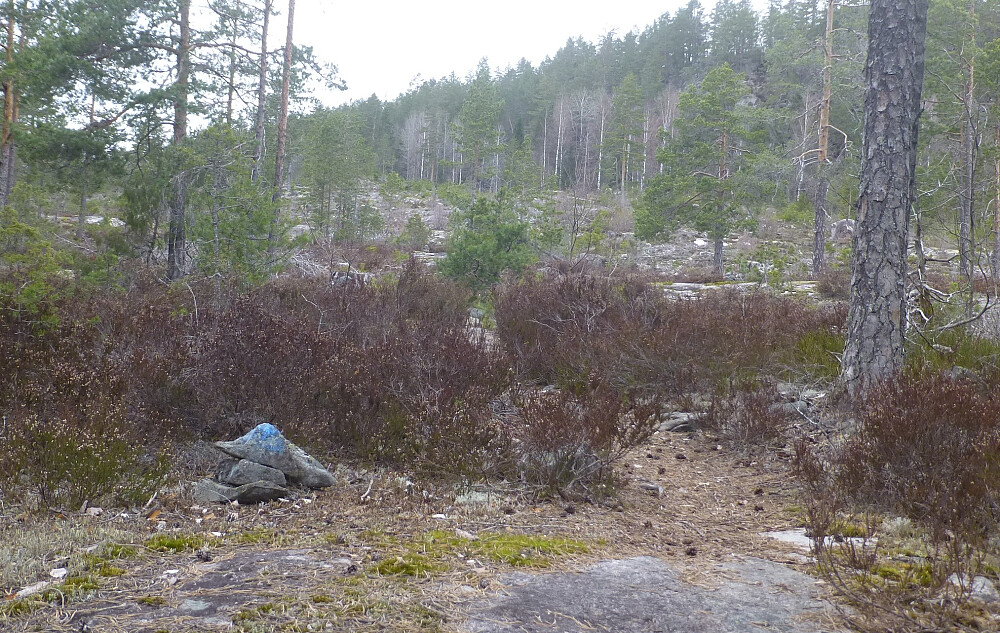 Stien går gjennom et gammel hogstfelt