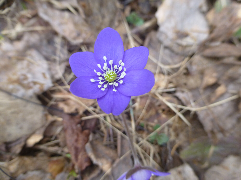 En av mange blåveiser som dukket opp på en felt