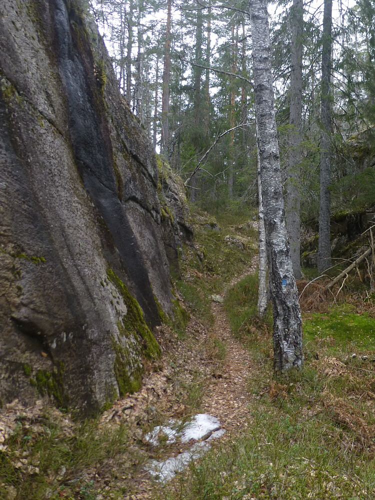 Stien snor seg fint inn i landskapet med vill natur