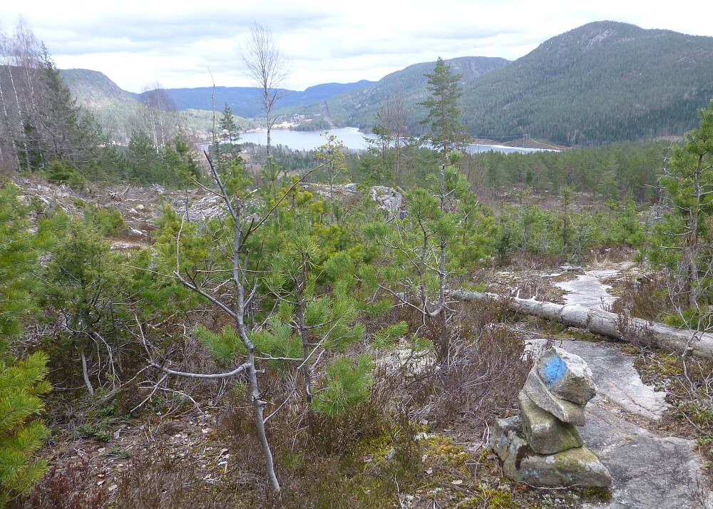 Utsikt på toppen av hogstfeltet