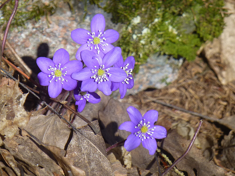 Store områder med blåveis på tur opp