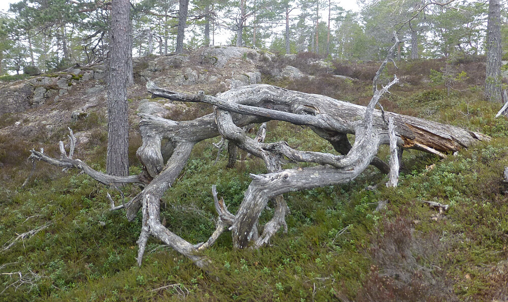En del fine krokete gamle furuer som har falt