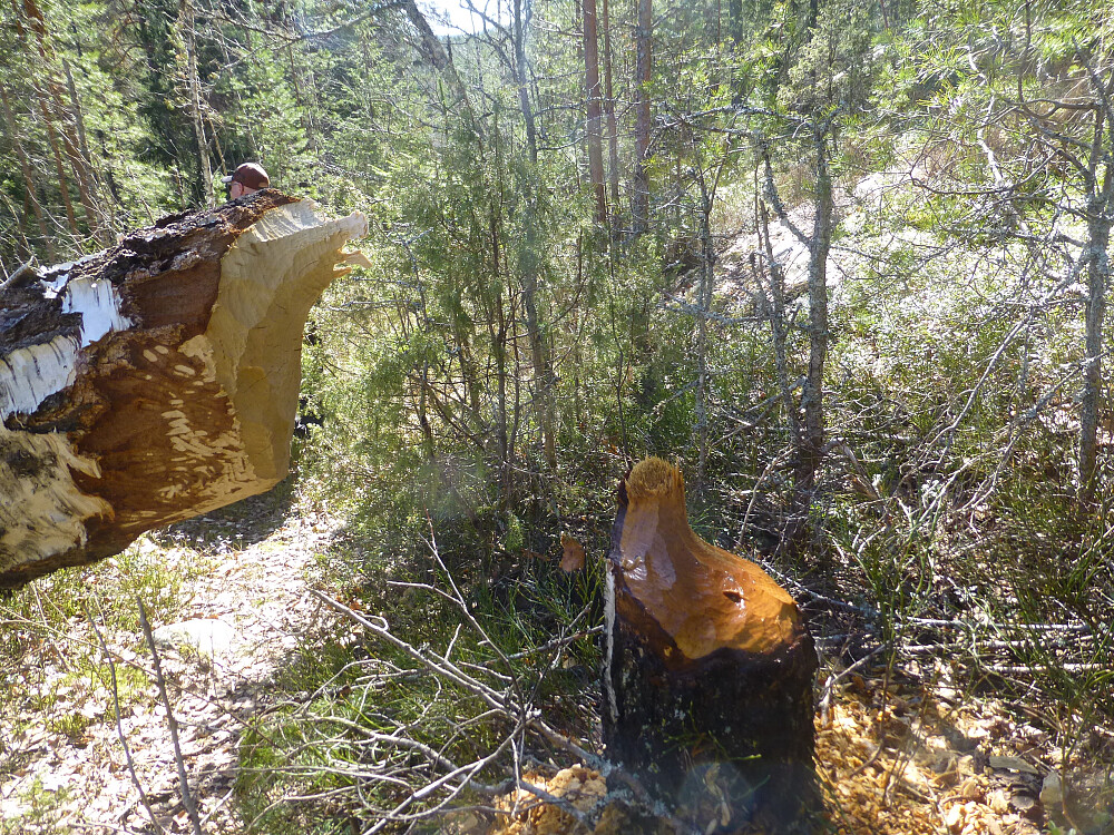 Stor beveraktivitet i startområdet