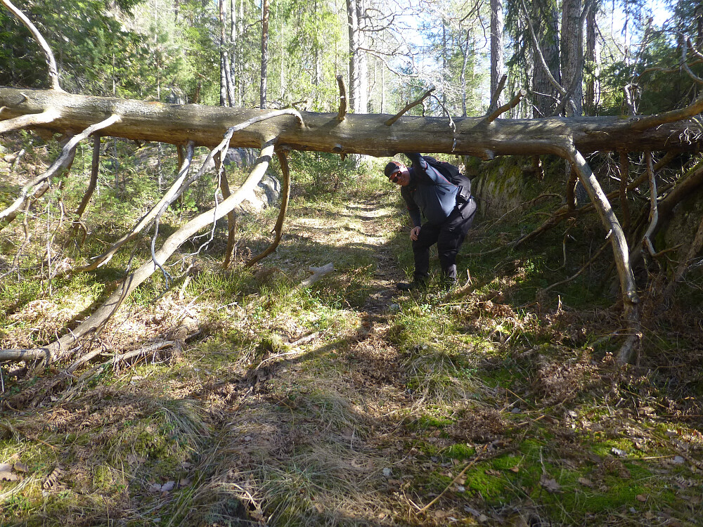 Litt trefall her og der på turen