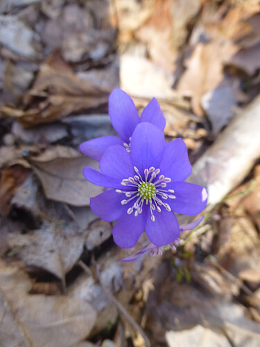 Mye blåveis å se på turen