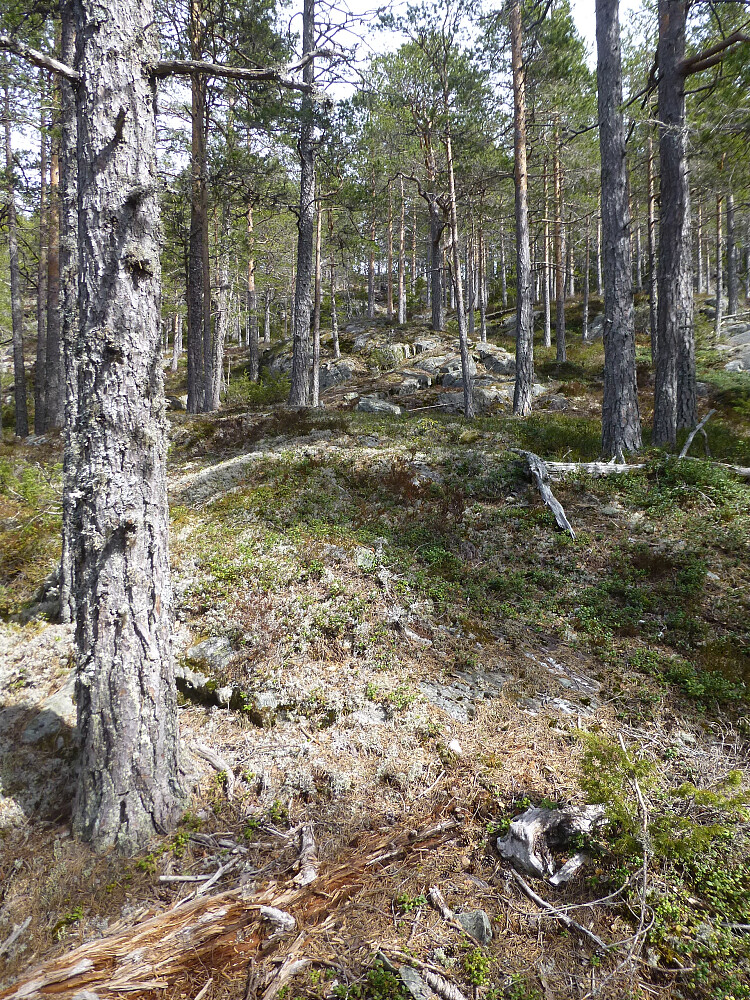 Lia opp mot Nordre Luseloft, lettgått